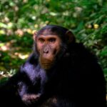 Residents Ransack Chimpanzee Center in Guinea After Animal Kills Infant